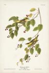 Pl. 60 Carbonated Warbler