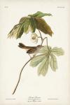 Pl. 64 Swamp Sparrow