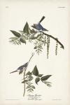 Pl. 84 Bluegrey Flycatcher