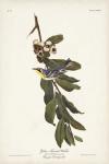 Pl. 85 Yellow-throated Warbler