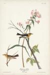 Pl. 135 Blackburnian Warbler