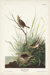 Pl. 149 Sharp-tailed Finch