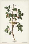 Pl. 154 Tennessee Warbler