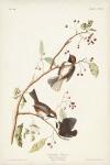 Pl. 194 Canadian Titmouse