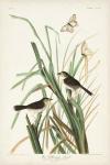 Pl. 355 Mac Gillivray's Finch