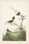 Pl. 360 Winter Wren