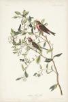 Pl. 375 Lesser Red Poll