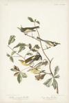 Pl. 414 Golden-winged Warbler