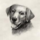 Charcoal Labrador II