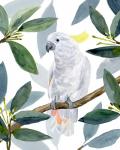 Cockatoo Perch II