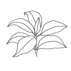 Foliage Contour III