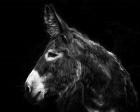 Donkey Portrait I