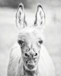 Donkey Portrait IV