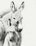 Donkey Portrait V