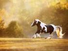 Golden Lit Horse II