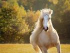 Golden Lit Horse IV