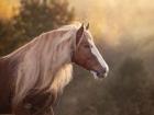 Golden Lit Horse V