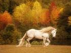 Golden Lit Horse VI