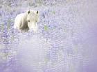 Horse in Lavender II