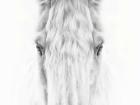 Black and White Horse Portrait IV