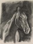 Charcoal Horse Study on Grey I