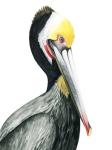 Watercolor Pelican I