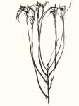 Naive Flower Sketch II