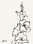 Gladiola Sketch IV