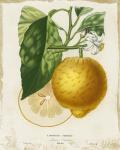 French Lemon I