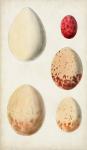 Antique Bird Eggs III