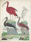 Antique Heron & Waterbirds II