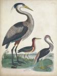 Antique Heron & Waterbirds IV