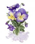 Viola Pansies II