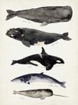 Whale Chart I