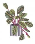 Prayer Plant I