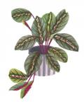 Prayer Plant II