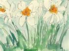 Daffodils Orange and White I