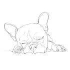 French Bulldog Contour I