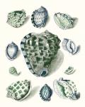 Celadon Shells III