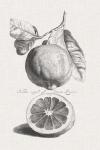 Antique Lemons & Oranges IV