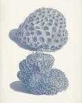 Antique Coral Collection VIII