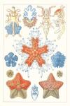 Sealife Species I