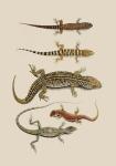 Antique Lizards III