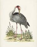 Antique Heron & Cranes I