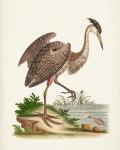 Antique Heron & Cranes III