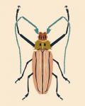 Beetle Bug IV