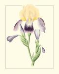Purple Irises II