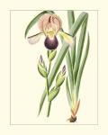 Purple Irises IV
