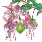 Fuchsias I