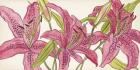 Pink Lilies II